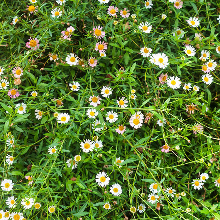 Top-down view of grass