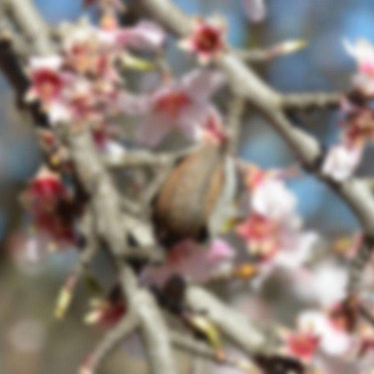 Blurred view of tree