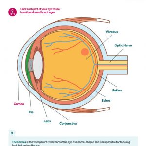 Preview of the into aging eyes infographic