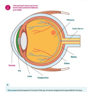 Preview of the interactive into our eyes infographic